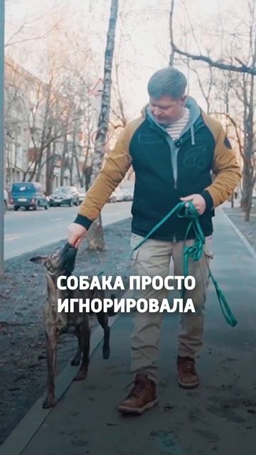 Как страх собаки вызывает агресию к человеку? смотреть онлайн