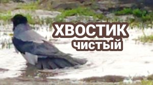 Купание в луже.Забота о птенцах.