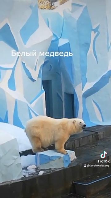 Белый медведь. Белый мишка. Зоопарк имени Р.А.Шило. Цве? смотреть онлайн