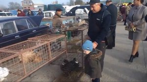 Выставка голубей - осень