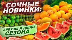 392. Сочные новинки - Арбузы и Дыни в Подмосковье - как вырастить сладкий урожай