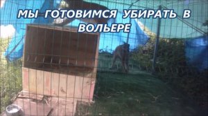 Рыси устроили соревнования по прыжкам_ Лучшая помощница по уборке вольера.