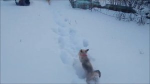 ПЫТАЛИСЬ #ВЫБРОСИТЬ СОБАК НЕ ПОЛУЧАЕТСЯ