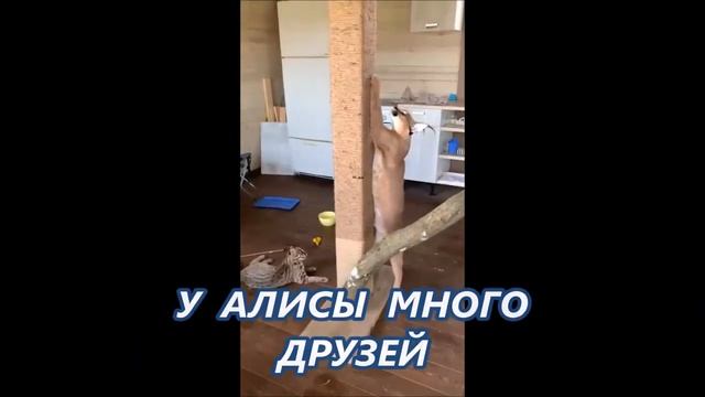 ПРИРУЧЕННЫЙ ЛЕСНОЙ КОТ - ДЛК УБЕЖИТ ИЛИ НЕТ_ пополнение подрастает смотреть онлайн