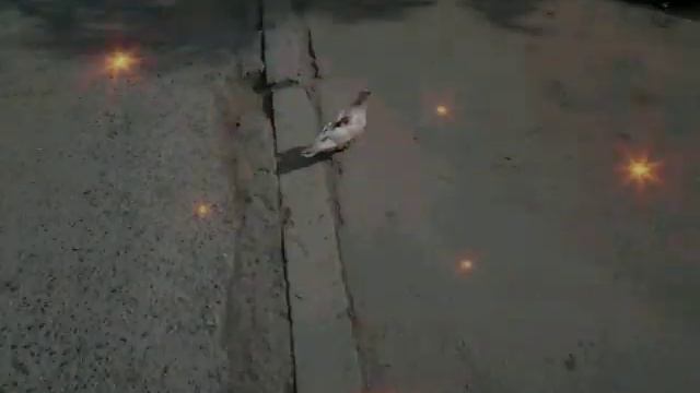 прикол рио смотреть онлайн