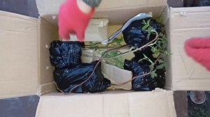 Получена посылка с малиной