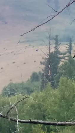 41. Хозяин сибирской тайги. #nature #mountains #hunting #travel #горы #медведь #тайга