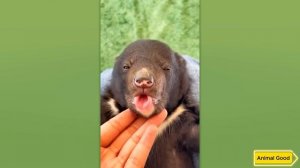 МИЛЕЙШИЕ ДЕТЕНЫШИ ЖИВОТНЫХ, ОТ КОТОРЫХ НЕВОЗМОЖНО УСТОЯТЬ!