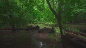 Расслабляющая прогулка под дождем на природе ASMR, звуки дождя для отдыха и учебы