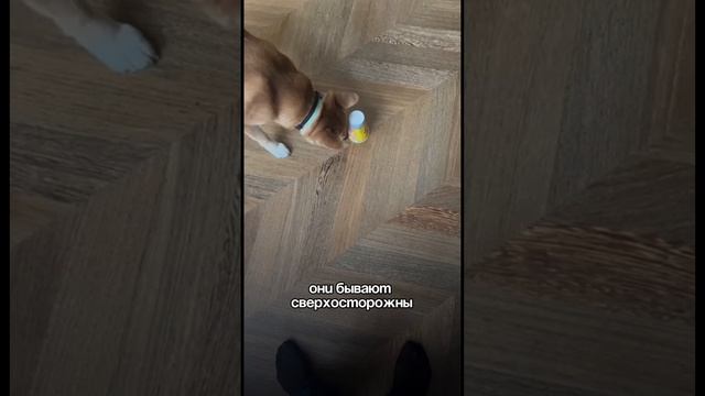 Вся правда о породе Сиба-ину🐕Досмотрите видео до конца!