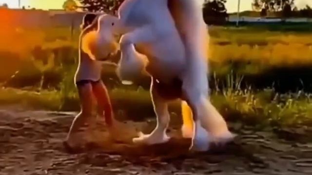 Красивая природа, конь, лошадь смотреть онлайн