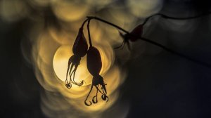 Владимир Швецов - "Мираж"