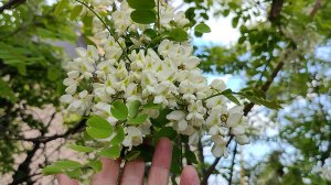 зацвела акация, сочная запеканка из куриной грудки, май 2025.