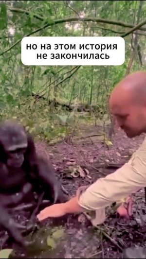 Удивительная история про дружбу шимпанзе и человека #shorts