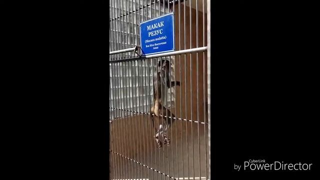 🏕️ ️Абхазия/ Сухум/ Обезьяний питомник/ Ботанический сад/ На машине к морю / день 24