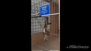 🏕️ ️Абхазия/ Сухум/ Обезьяний питомник/ Ботанический сад/ На машине к морю / день 24