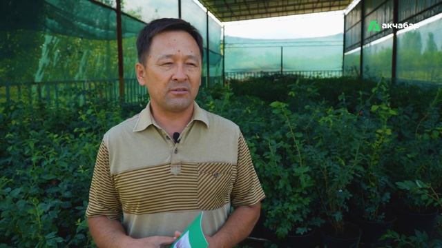 Cеверная ягода прижилась в Кыргызстане смотреть онлайн