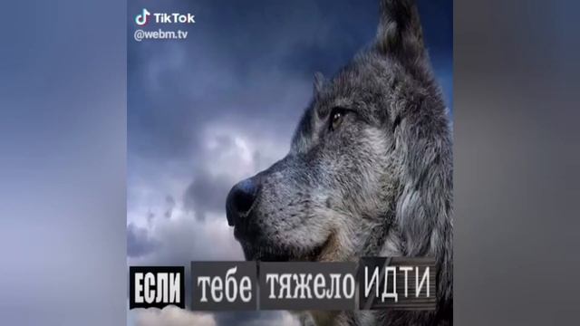 ЦИТАТЫ ВОЛКА ИЗ ТИКТОК #1! АУФ!!! ВОЛК! ПРИКОЛЫ! смотреть онлайн