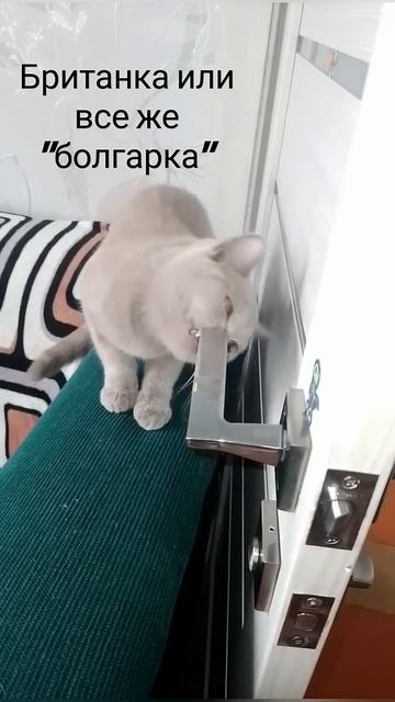 Ручка не пострадала #коты #cat #catlover #cute #funny #кот #кошкатр? смотреть онлайн