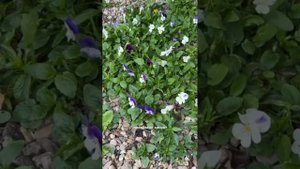 Уникальный гибрид виолы ампельной формы с крупными цв