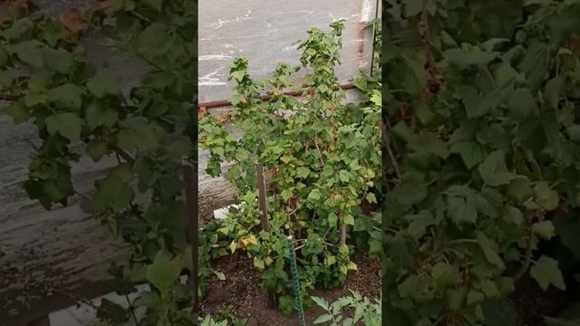 правильная обрезка смородины дает хороший урожай #дача #garden #сад #цветы #огород #смородина