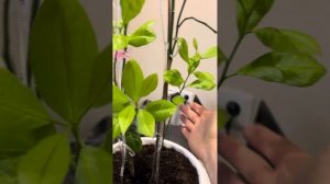 Как вырастить лимон из косточки. Лимон  формируем для ?