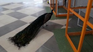 Выставка пушистиков