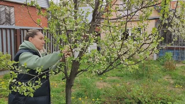 Как справиться с муравьями