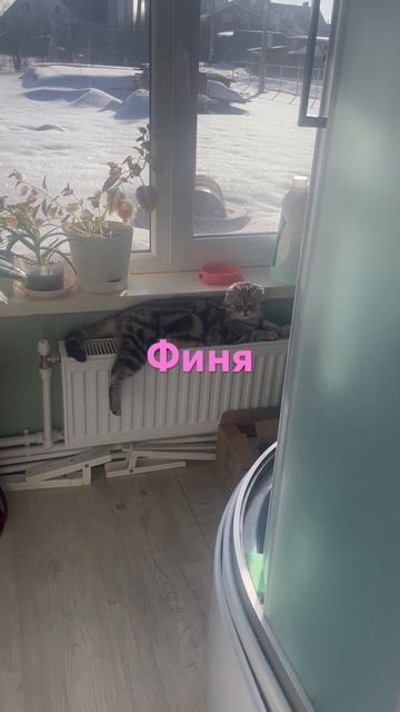 Любимое место в доме #cat #catlover #cute #oldhouse #огород #ремонтв? смотреть онлайн