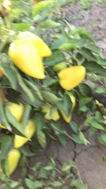 Мегаурожайный сладкий перец! ❤️ #перец #болгарскийпе? смотреть онлайн