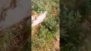 КАРТОФЕЛЬ ВЫРАЩИВАЕМ В ЯЩИКАХ БЕЗ ПОТЕРИ СИЛ И ВРЕМЕНИ НА ОКУЧИВАНИЕ И ПРОПОЛКУ!