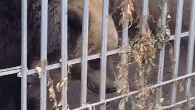 WolFFleX Prod. - Она тебя сожрёт смотреть онлайн