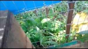 РЫСИ ПОЙМАЛИ ПТИЧКУ, А ЕСТЬ ЕЕ НЕ СТАЛИ_ птичку жалко