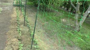 ОПОРА ДЛЯ ВЬЮЩИХСЯ РАСТЕНИЙ.  ФАСОЛЬ ПРЕТ ДО НЕБА.