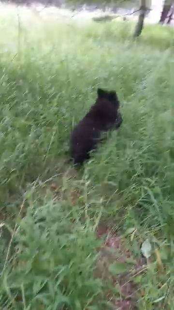 МЕДВЕЖАТА, КТО ВЫШЕ ЗАЛЕЗЕТ, ГИМАЛАЙСКИЙ ИЛИ БУРЫЙ смотреть онлайн