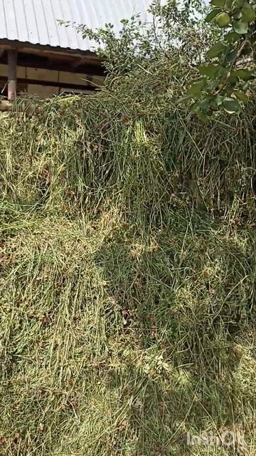 Сушилка для свежескошенной травы# сено. смотреть онлайн