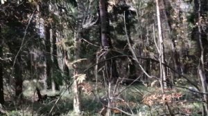 Охота на вальдшнепа с английским сеттером EDO od RACE