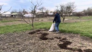 ПРИВЕЗЛИ КУРИНЫЙ ПОМЕТ•ПОСАДИЛ ДВА КУСТА СМОРОДИНЫ•