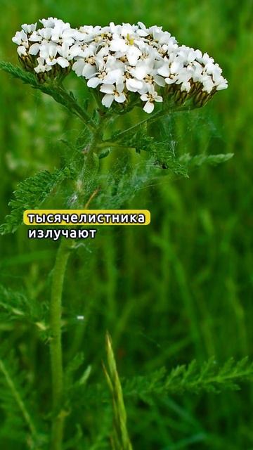 5 домашних растений для улучшения сна смотреть онлайн