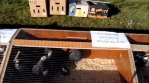 выставка голубей в г.Красноармейске.wmv