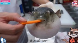 Ежик чихнул: ПОДБОРКА МЕМОВ