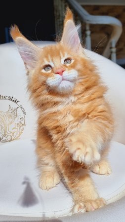 Patricius Mos Lakshestar котенок мейн кун 2 месяца 5 дней.