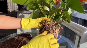 Мужское Счастье, Антуриум, Сберечь Корни при Пересадк?