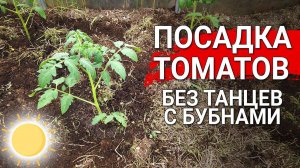 Когда Высаживать Помидоры в Мае Июне 2025 года в открытый грунт по лунному календарю