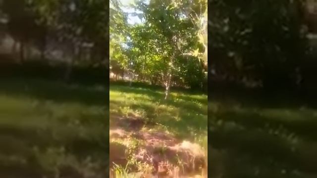 КАК ОБРАБАТЫВАТЬ ЯБЛОНИ  И ГРУШИ  ВЕСНОЙ ПОСЛЕ ЦВЕТЕНИЯ ОТ ПЛОДОЖОРКИ И ДРУГИХ ВРЕДИТЕЛЕЙ!