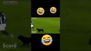 джавид смешные вайны #Shorts