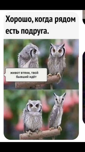 #shorts #мемы #юмор #приколы #коты смотреть онлайн