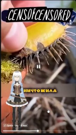 Мухоловка против слизи  ಠ_ಠ