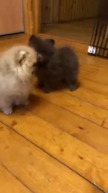 Шпиц лиловый мальчик смотреть онлайн