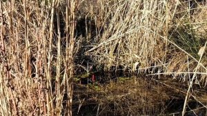 Рыбалка на поплавок в камышах на червя